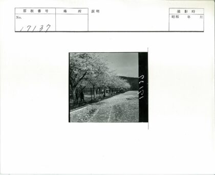 春日樱花远山晴空.jpg