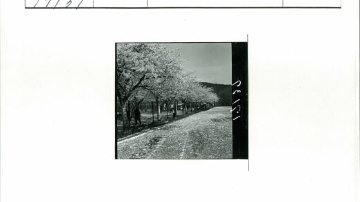 春日樱花远山晴空.jpg