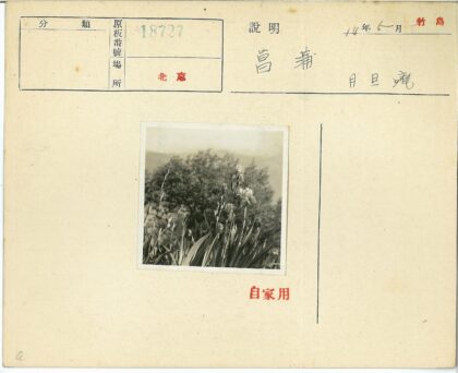 春日花开远山景.jpg