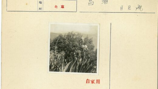 春日花开远山景.jpg