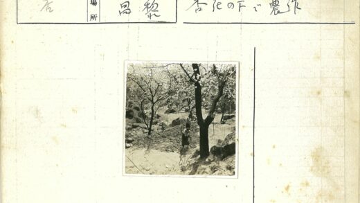 春日花径漫步.jpg