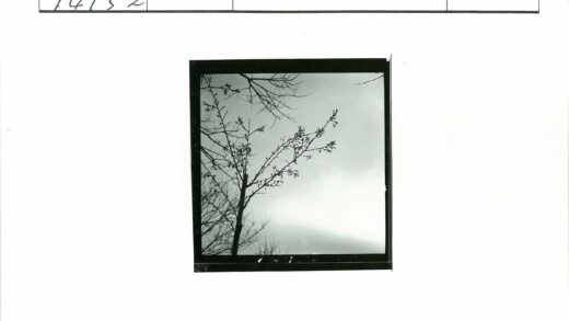 晴朗天空下树枝剪影.jpg