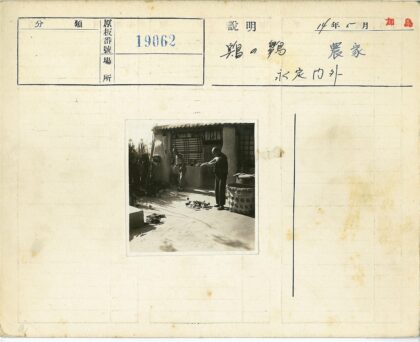 晴朗庭院喂鸡场景.jpg