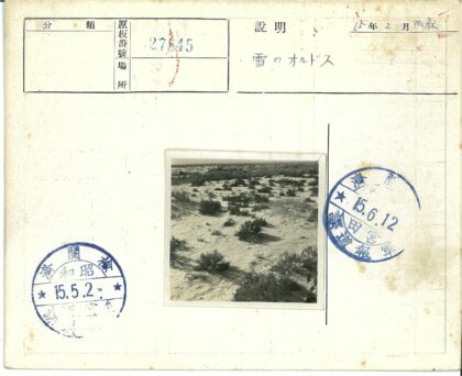 晴朗沙地灌木草丛景观.jpg