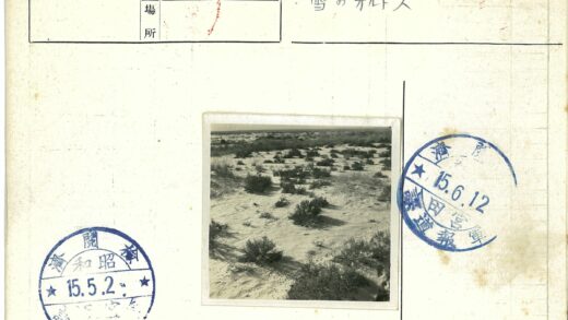 晴朗沙地灌木草丛景观.jpg