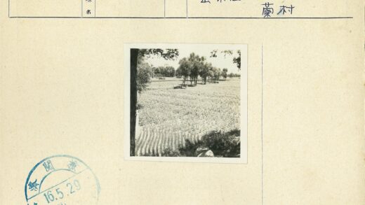 晴朗田野与树木风光.jpg