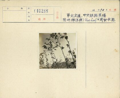 晴朗田野高大棉花植株特写.jpg