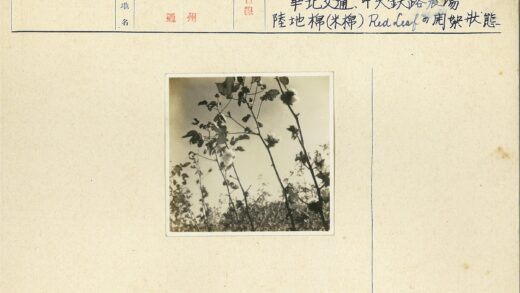 晴朗田野高大棉花植株特写.jpg