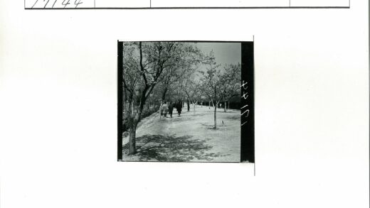 晴朗绿荫小路行人.jpg