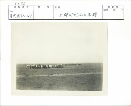 晴朗草地上的马群.jpg