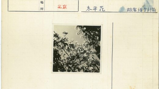 晴空下开花树枝特写.jpg