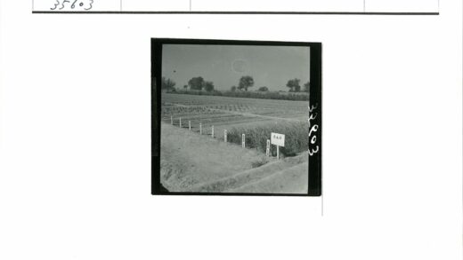 晴空下田野小路与路标.jpg