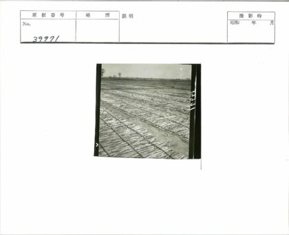 晴空下田野干芦苇与远树.jpg