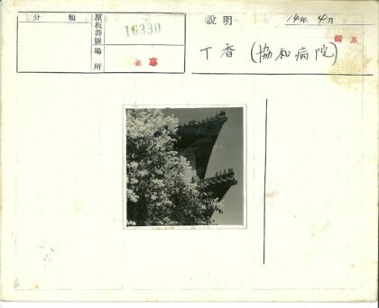 晴空下白花树与传统建筑.jpg