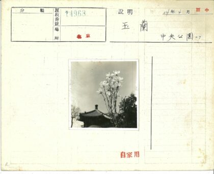 晴空下白花特写宝塔背景.jpg