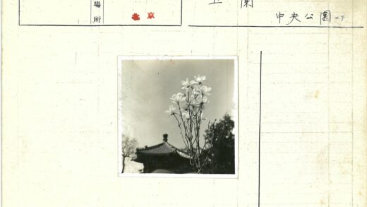 晴空下白花特写宝塔背景.jpg