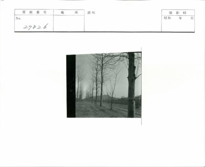 晴空下秃树与小山景.jpg
