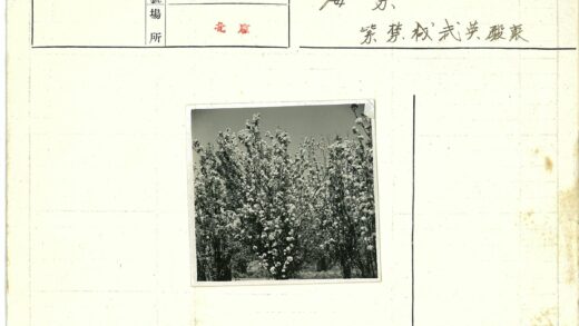 晴空下繁茂花田景观.jpg