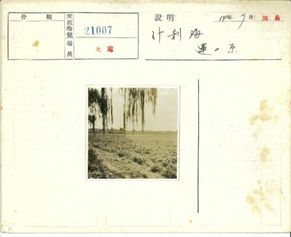 晴空下草地树枝远楼景.jpg