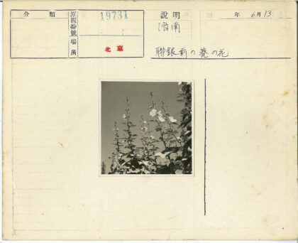 晴空下高大植物开花.jpg