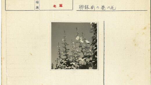 晴空下高大植物开花.jpg