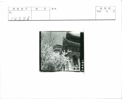 晴空古塔与花树相映.jpg