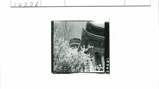 晴空古塔与花树相映.jpg