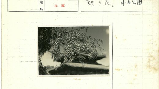 晴空古塔挂花特写.jpg