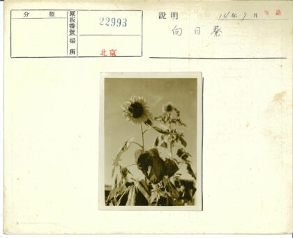 晴空垂叶向日葵.jpg