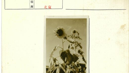 晴空垂叶向日葵.jpg