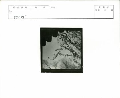 晴空枝叶萌动树影剪映.jpg