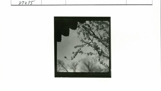 晴空枝叶萌动树影剪映.jpg