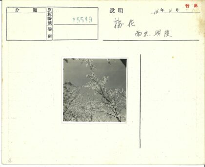 晴空枝头白花盛开.jpg