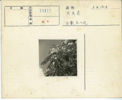 晴空枝头羽叶花.jpg