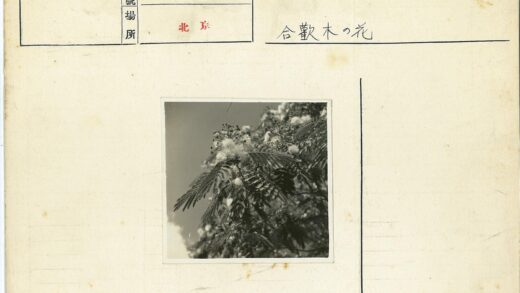晴空枝头羽叶花.jpg