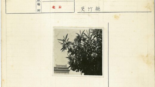 晴空枝头花朵建筑背景.jpg