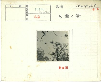 晴空枝头飞鸟与巢.jpg