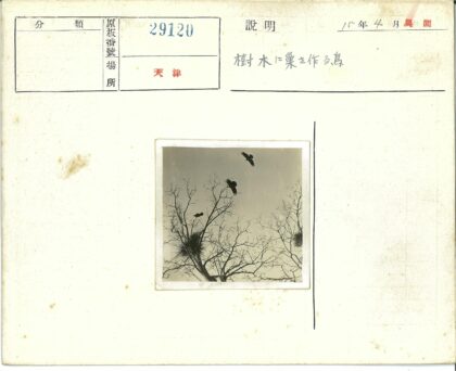 晴空树梢三鸟筑巢.jpg