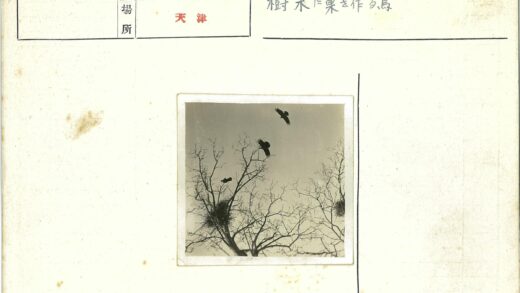 晴空树梢三鸟筑巢.jpg