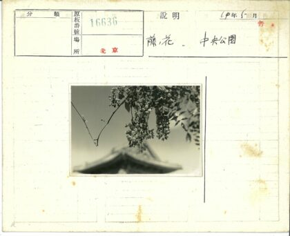 晴空花枝映古建屋顶.jpg