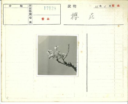 晴空花枝盛开.jpg