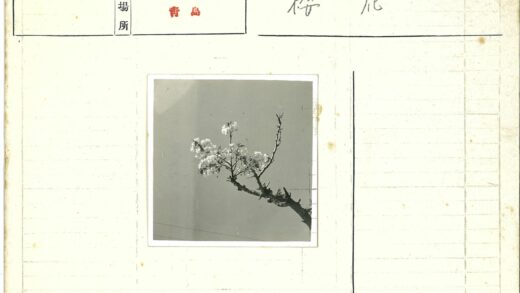 晴空花枝盛开.jpg