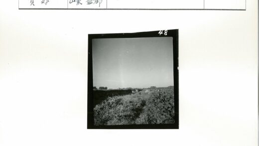 晴空草地与远树.jpg