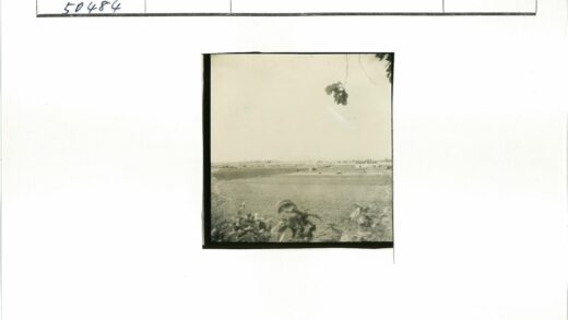 晴空草地动物与远建筑.jpg
