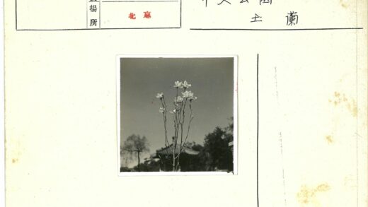 晴空郁金香与亭台景.jpg