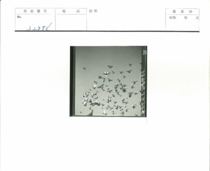 晴空鸟群与旗帜俯瞰图.jpg