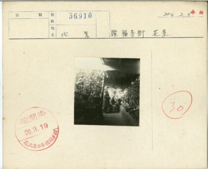 暗光木屋盆栽人像.jpg