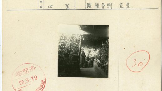 暗光木屋盆栽人像.jpg