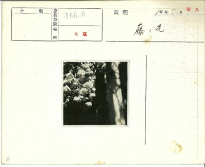 暗影花簇特写.jpg