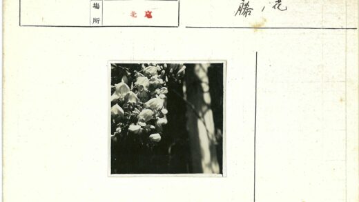暗影花簇特写.jpg